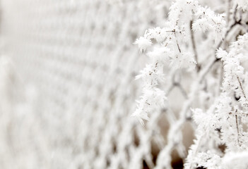 Rime on the grass. Frozen grass with a large plan with milling.