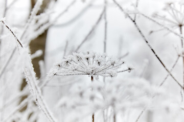 Rime on the grass. Frozen grass with a large plan with milling.
