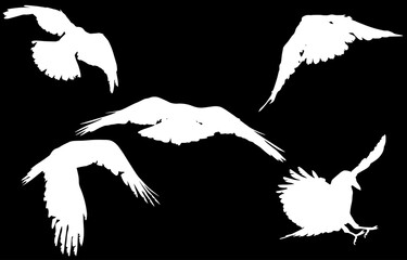 group of five crow silhouettes isolated on black