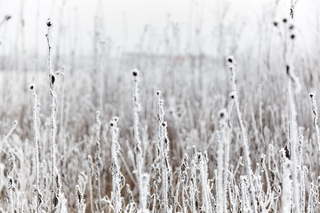 Rime on the grass. Frozen grass with a large plan with milling.