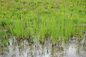 호수가의 아름다운 풍경