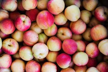 Red and yellow apricot background, top view, close up