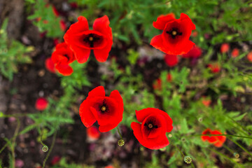 Red poppy flowers in the field