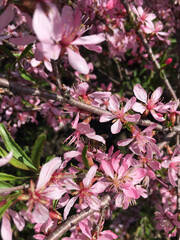 bright pink Almond flowers with small stamens on brown branches