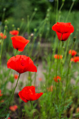 Fototapeta na wymiar Red poppy flowers in the field