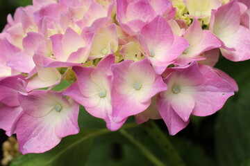 Naklejka premium Hydrangea is blooming in pink and purple