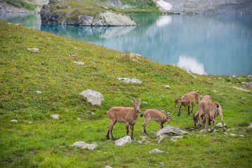 Caucasian mountain goats