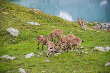 Caucasian mountain goats