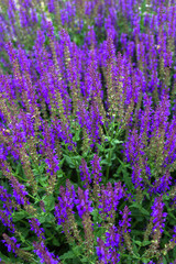 Obraz premium A field of violet lupine flowers