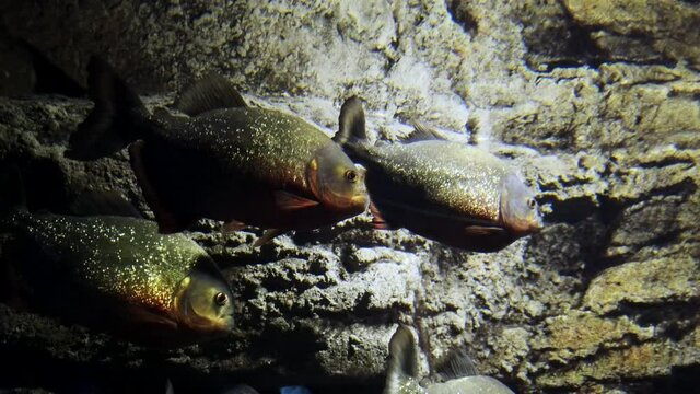 A few Piranha in aquarium, Pygocentrus nattereri