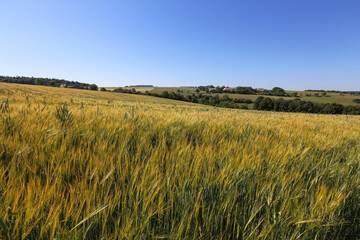 Summer landscape with fields of ears of wheat