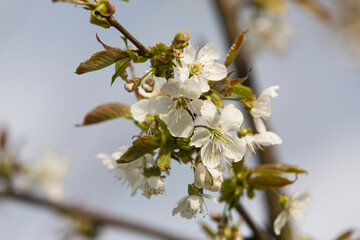 Apple tree branch during spring flowering season