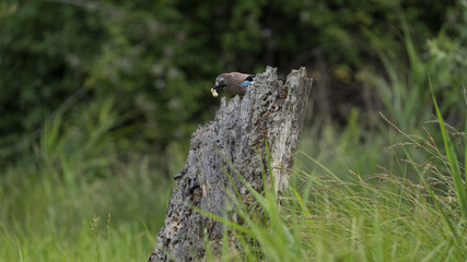 Ghiandaia in volo