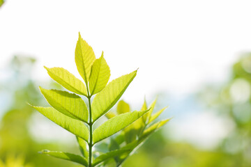 Green leaves. Nature background. Closeup beautiful view of nature green leaves with sunlight in public garden park. It is landscape ecology and copy space