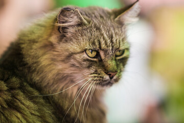 Portrait of a cat