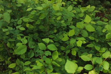 Background from green leaves. Nature. Place for text.