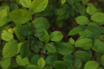 Background from green leaves. Nature. Place for text.
