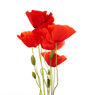 Red poppies isolated on white background. Wild spring wildflower. Remembrance day background