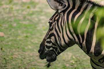 Chapman's Zebra, a large ungulate animal from the horse family. Striped black and white color close-up. Living in nature and zoos