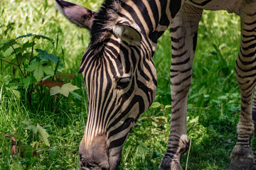 Naklejka na ściany i meble Chapman's Zebra, a large ungulate animal from the horse family. Striped black and white color close-up. Living in nature and zoos