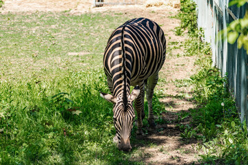 Fototapeta na wymiar Chapman's Zebra, a large ungulate animal from the horse family. Striped black and white color close-up. Living in nature and zoos