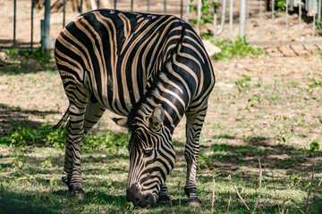 Fototapeta na wymiar Chapman's Zebra, a large ungulate animal from the horse family. Striped black and white color close-up. Living in nature and zoos