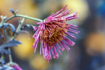Beautiful lonely purple chrysanthemum with thin petals
