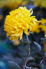 Beautiful yellow flower (chrysanthemum) on a fantasy blue blurry background