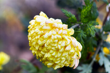Beautiful lonely yellow chrysanthemum tilted at the viewer