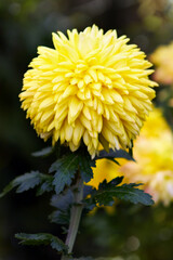 Beautiful yellow chrysanthemum on a fantasy green blurry background