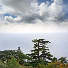 Beautiful pine on a background of the Black Sea. Crimea.