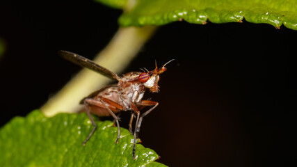 Sciomyzidae (Limnia sp) mouche tueuse d'escargot