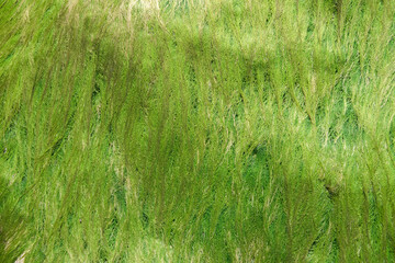 The texture of green algae on the stone. Abstract background.