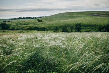 The green grass ripples in tThe green grass ripples in the wind. In the background, you can see a green hill and trees. The sky is cloudy.