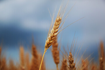 Campo di grano in una giornata di inizio estate; primo piano delle spighe mature e dorate