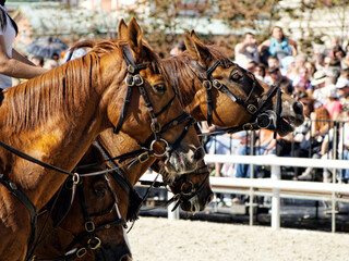 The muzzles of four horses in a bridle