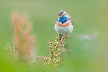 Wonderful portrait of Bluethroat male in spring season (Luscinia svecica)