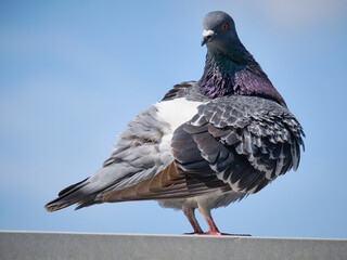 closeup of feral pigeon cleaning its plumage