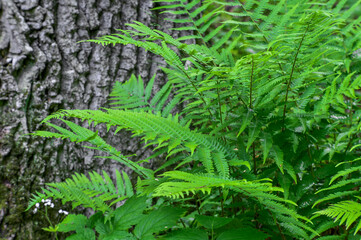 Green fern Bush on the background of tree bark. Natural background