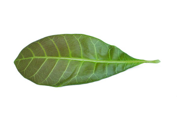 Fototapeta na wymiar Anacardium occidentale leaves isolate on white background.