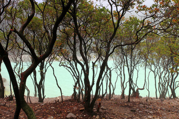 Kawah Putih or White Crater is a famous sulfur rich volcanic crater lake in West Java, Indonesia.
