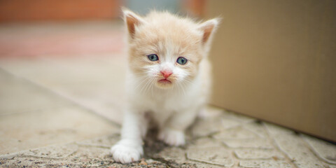 Lovely beige white fluffy kitten walk outdoors.