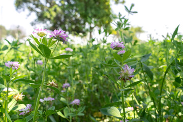 Trifolium alexandrinum with purple flowers. fodder, mainly for cattle and milk buffalo. bright outdoor closed up view with greenery