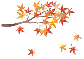 紅葉 もみじ 枝 ベクター イラスト（水彩）