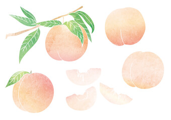 桃 実 葉 枝 ベクター イラスト（水彩）