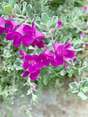 lilac flowers in the garden