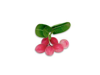 Carissa carandas Linn or Bengal currants, Karanda ,Carunda ,Karonda ,Koromcha fruits isolated on white background. Clipping path