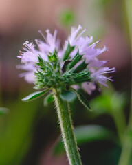 Closeup of a little thistle purple flower 
