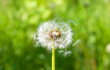 white dandelion close-up on a beautifully blurred background of green foliage