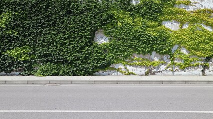 Urban wall almost entirely covered by ivy, a concrete sidewalk and an asphalt road. Background for...